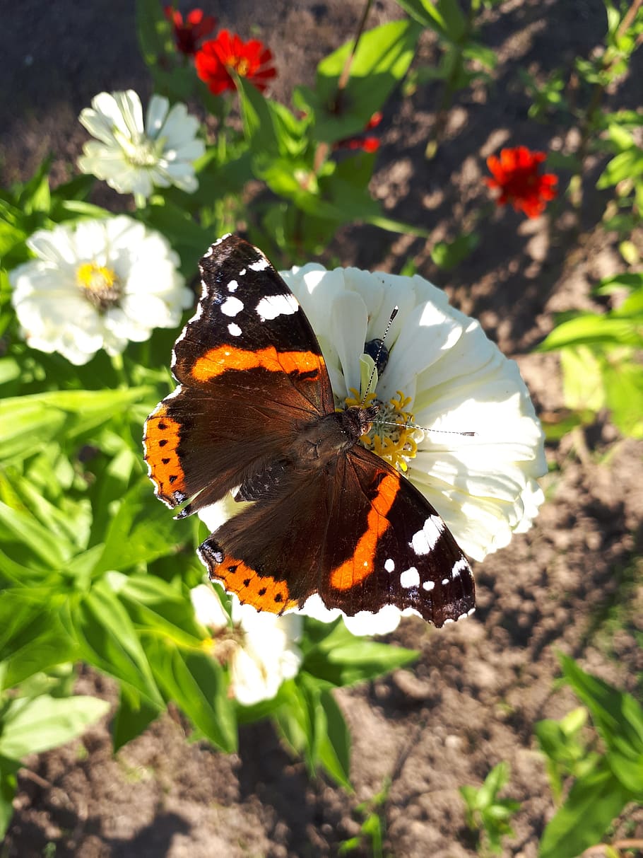 butterfly, summer, flower, macro, butterfly - insect, animal wildlife HD wallpaper