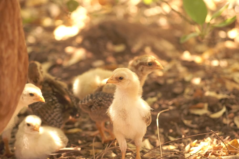 india, paramathi, chick, chickens, outdoor, sunlight, baby HD wallpaper