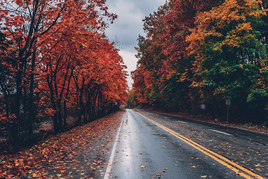 Wide Angle Photo Of Road, autumn, autumn leaves, fall, fall colors