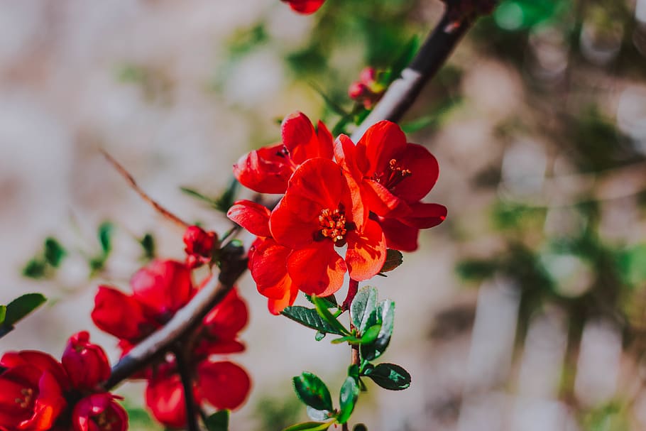 orange flowers, flowering plant, freshness, beauty in nature HD wallpaper