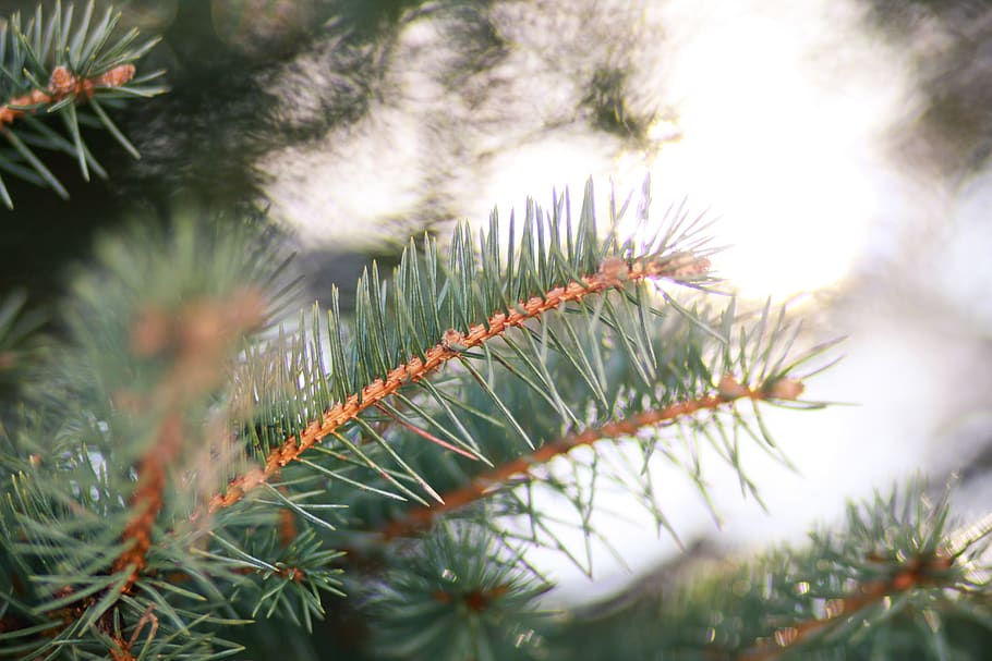 green pine tree, plant, fir, abies, conifer, spruce, pine needles HD wallpaper