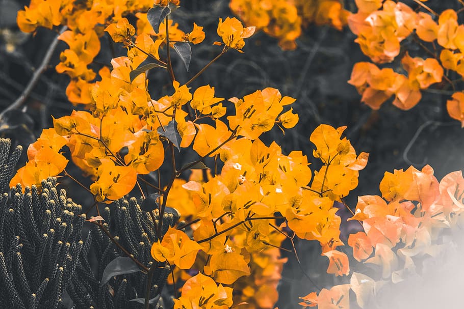 Selective Focus Photo of Yellow Petaled Flowers, bloom, blooming HD wallpaper