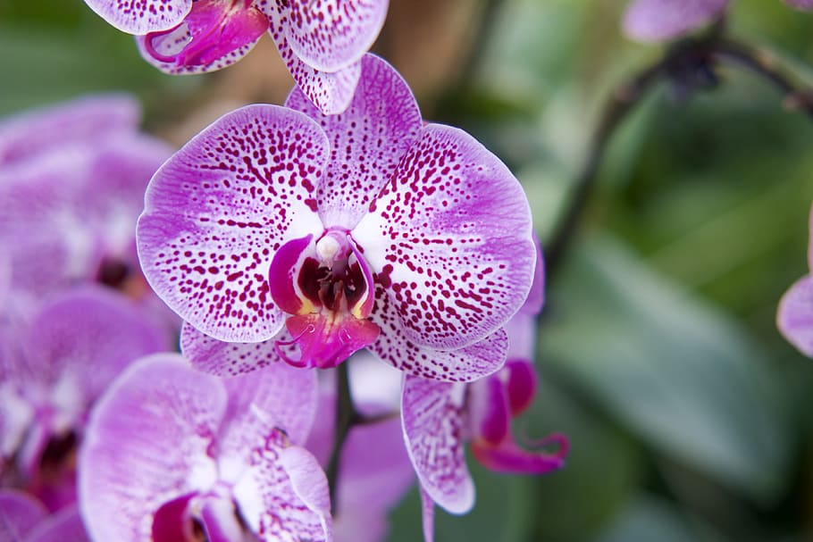 Macro Photography of Purple Flowers, beautiful, bloom, blooming HD wallpaper