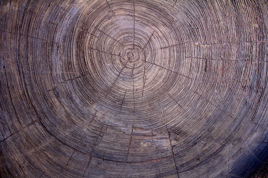 tree rings, circle, overlay texture, textures, circles, background HD wallpaper
