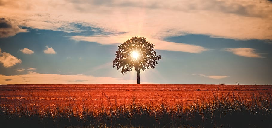 landscape, tree, sun, light, nature, rest, clouds, sunset, evening HD wallpaper