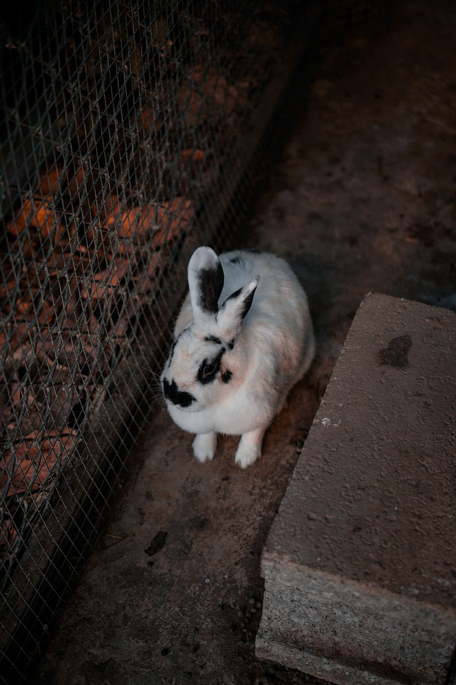 white and black rabbit, mammal, domestic, pets, one animal, domestic animals HD wallpaper