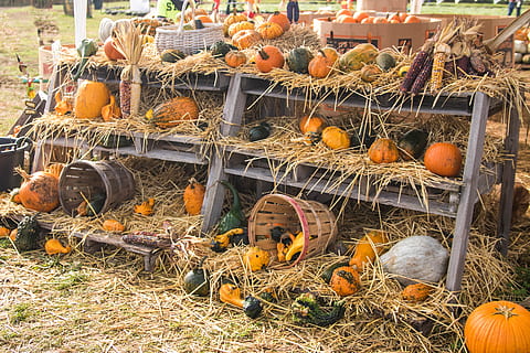 orange pumpkin on shelf, plant, food, produce, vegetable, flora HD wallpaper