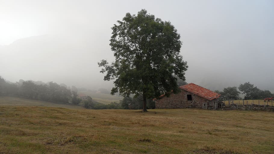 spain, cantabria, la hérmida, tree, plant, fog, field, land HD wallpaper