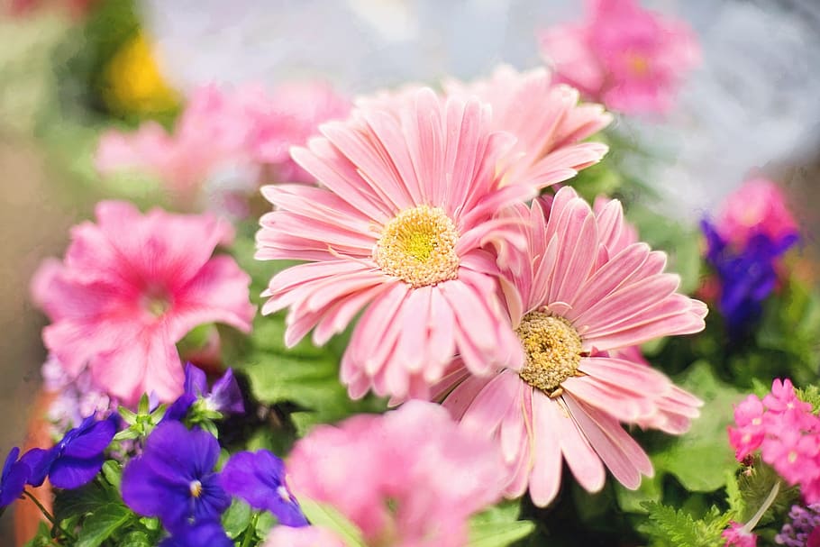 spring, fresh, flower, nature, fragrance, garden, blooming HD wallpaper