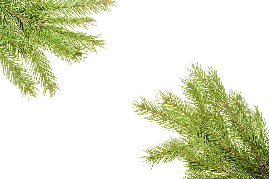 branch, conifer, coniferous, evergreen, fir, flora, nature HD wallpaper
