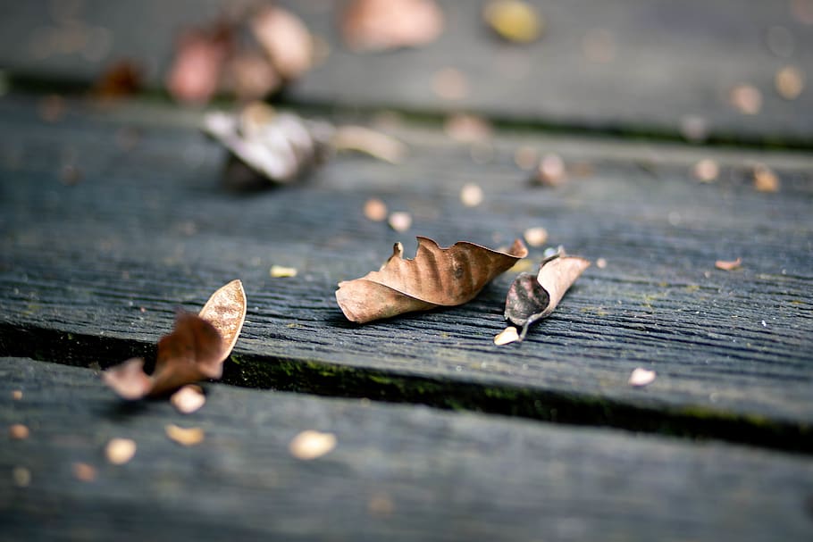 brown leaves, human, person, people, walkway, sidewalk, path HD wallpaper