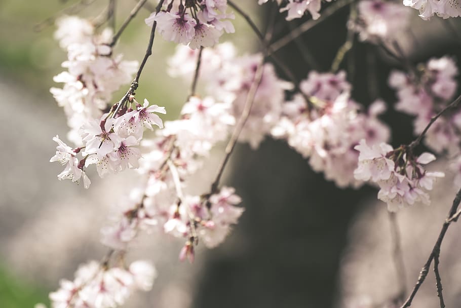 pink flowers, plant, kyoto, tree, japanese cherry blossom, out of focus HD wallpaper