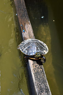 black turtle on wooden surface, animal, reptile, sea life, box turtle HD wallpaper