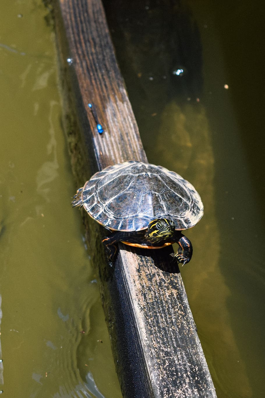 black turtle on wooden surface, animal, reptile, sea life, box turtle HD wallpaper