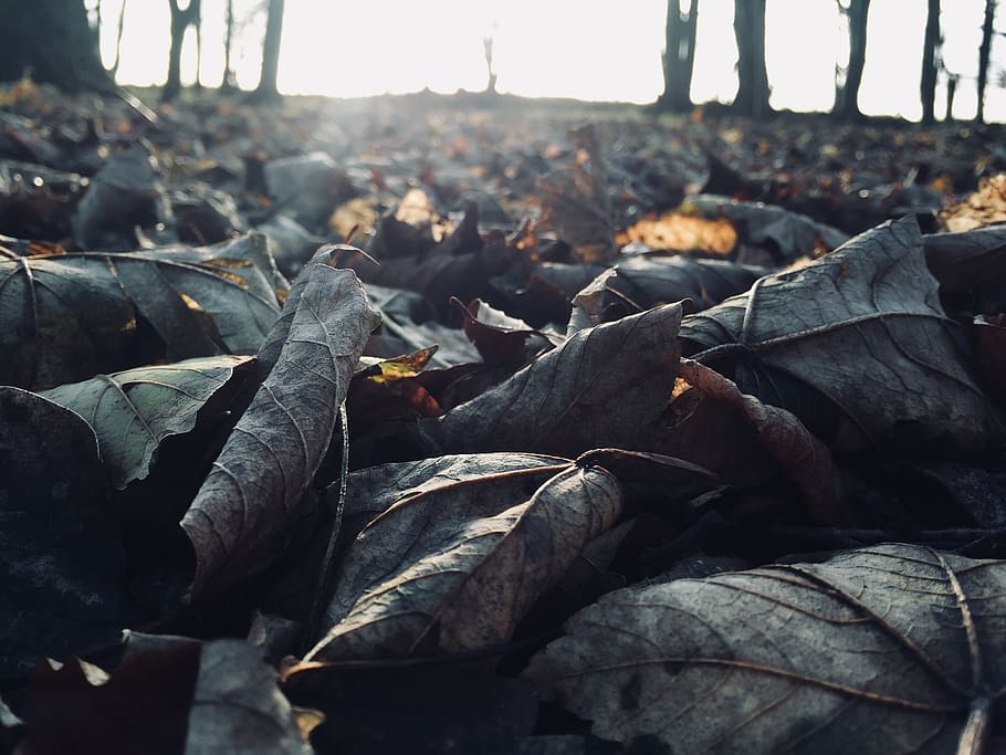leaves, leaf, tree, frost, winter, autumn, fall, ambient, dramatic HD wallpaper