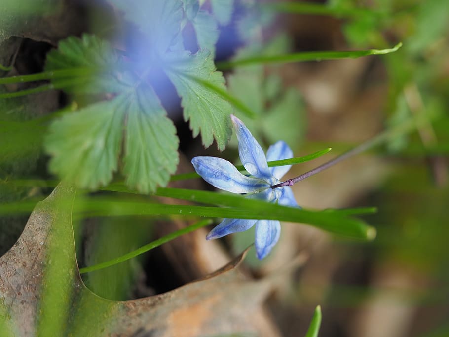 flowers, dew, rain, beautiful, blue, green, nature, forest HD wallpaper