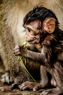brown monkey eating, human, person, people, cambodia, krong siem reap HD wallpaper