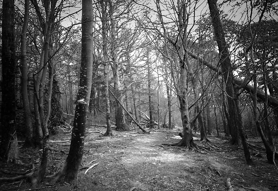 ireland, killarney, tree, forest, plant, tranquility, woodland