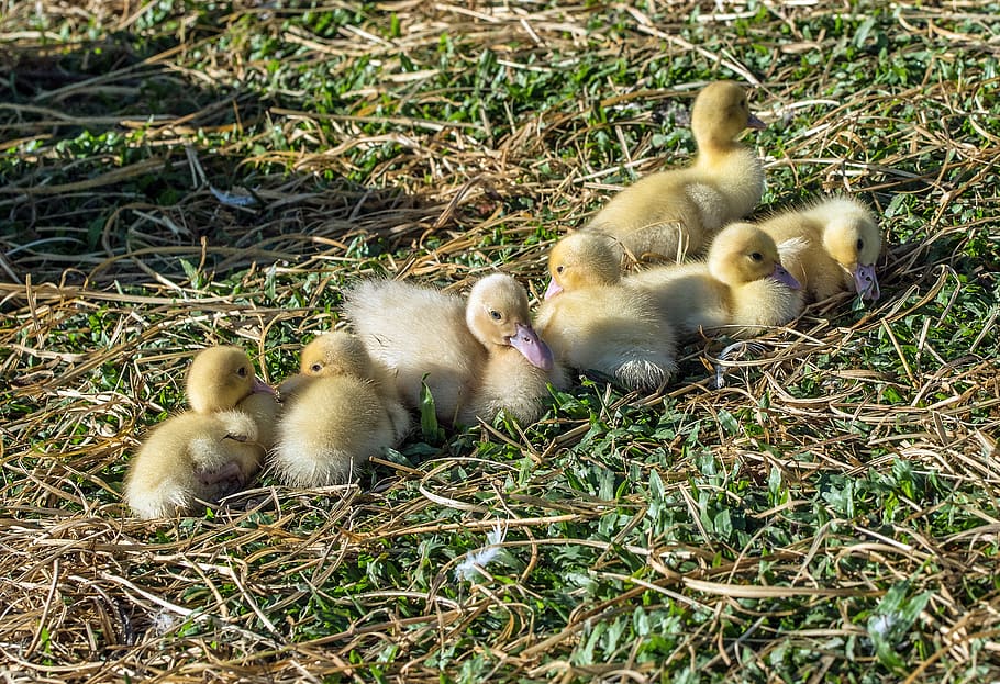ducklings on grass, waterfowl, animal, bird, australia, white rock HD wallpaper