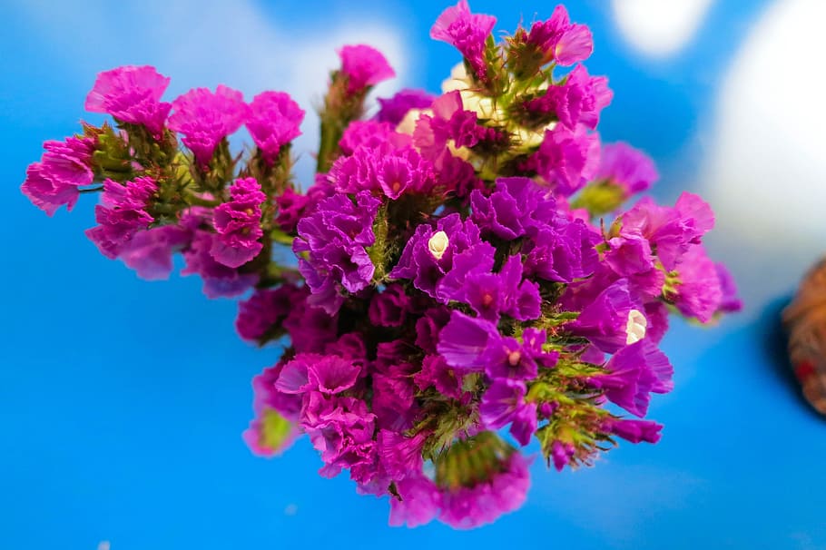 purple, flowers, flowering plant, freshness, beauty in nature HD wallpaper