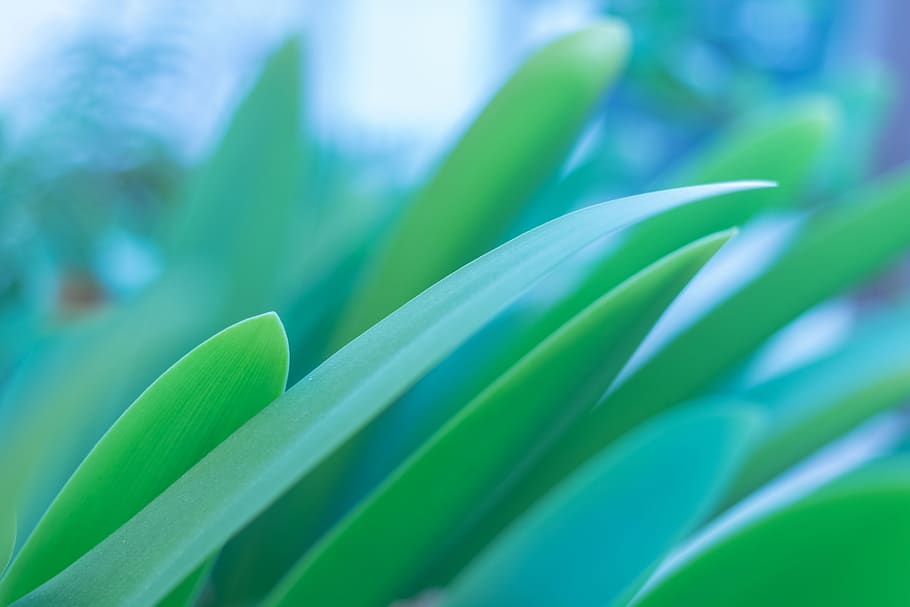 plant, leaf, cold, morning, closeup, green color, growth, plant part HD wallpaper