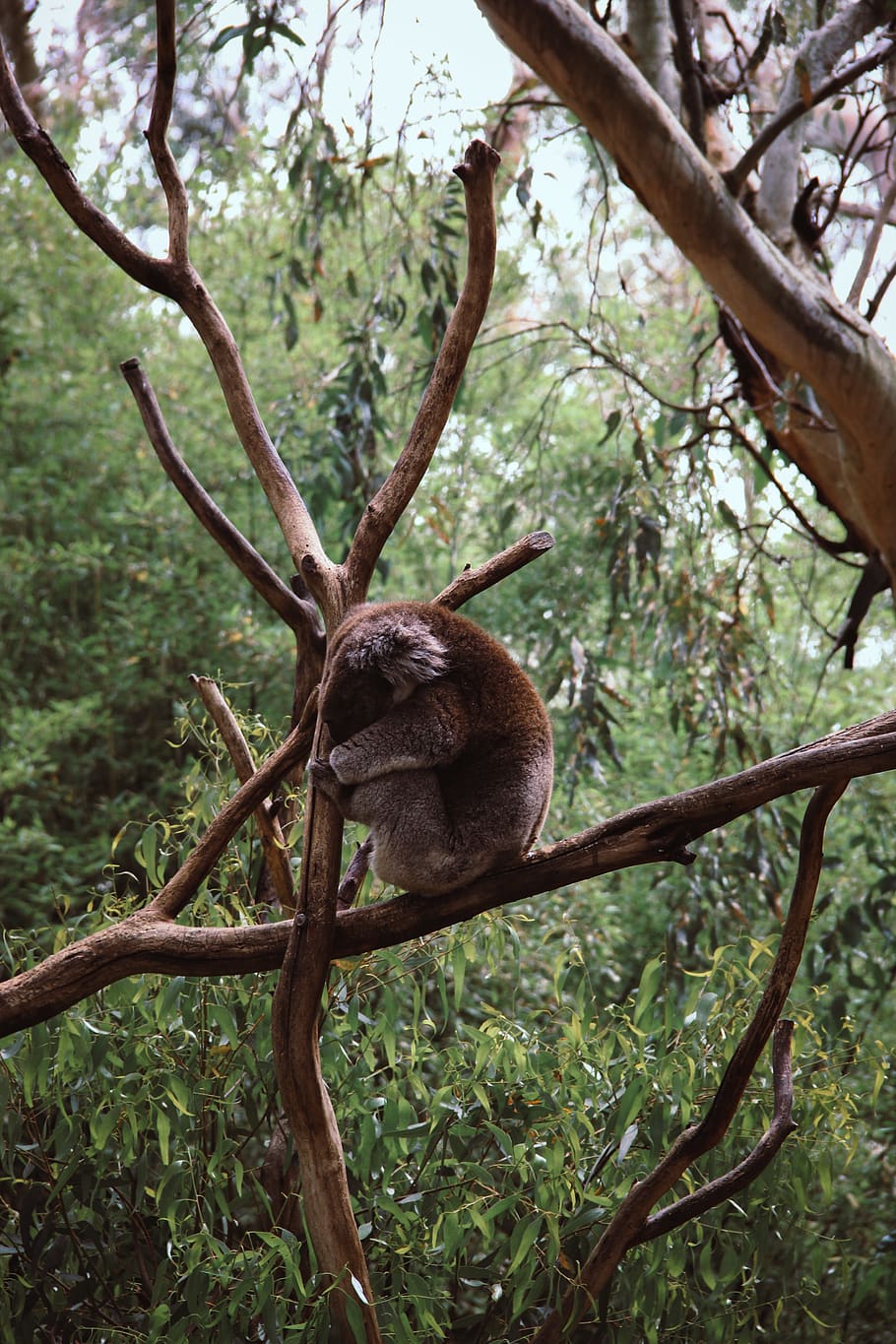 brown monkey sitting on branches, animal, wildlife, mammal, sloth, HD wallpaper