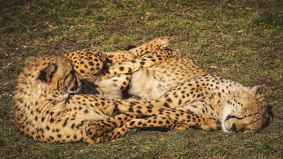 cheetah, zoo, predator, animal, animal world, cat, wild, africa, HD wallpaper