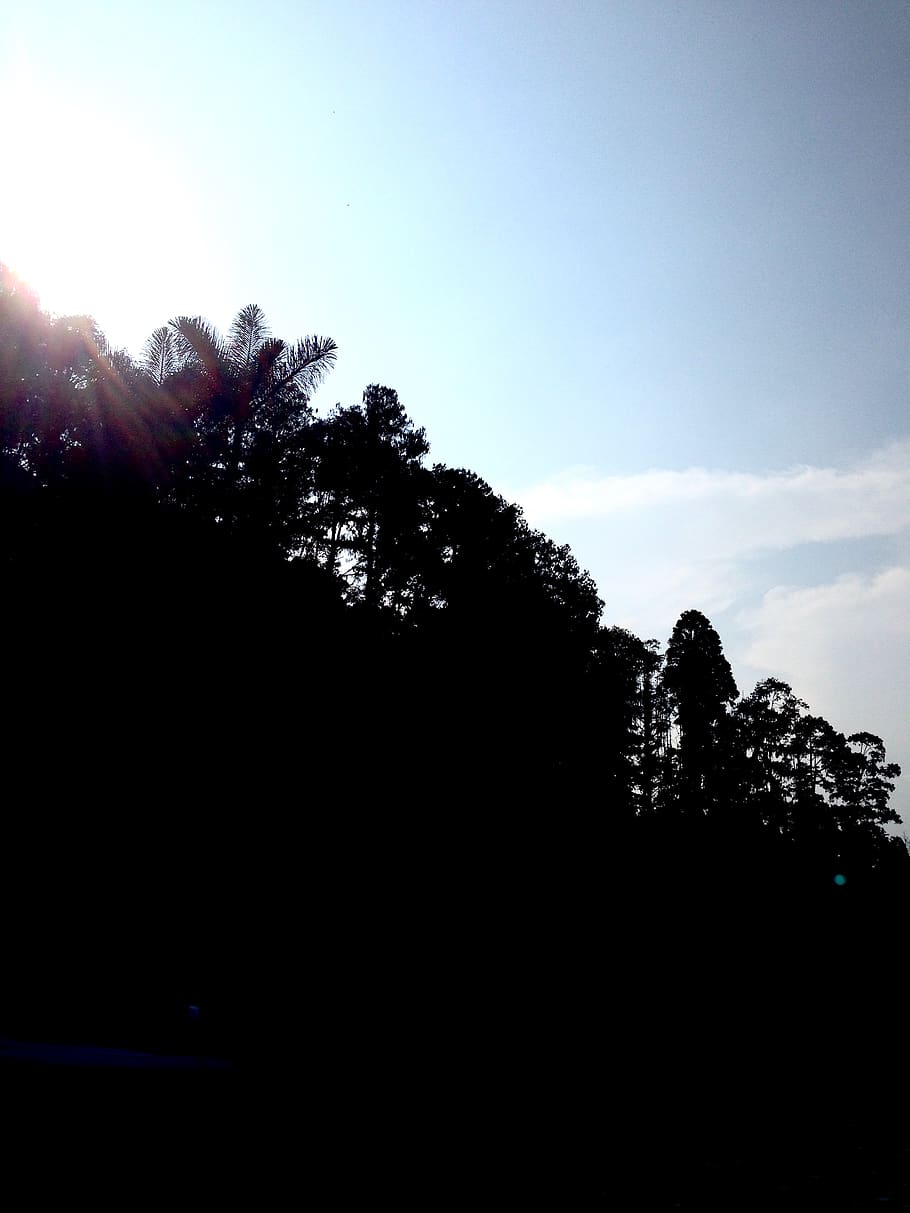 trees, lake, forest, sunlight, sky, plant, silhouette, nature HD wallpaper