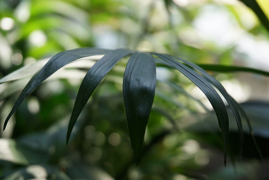 foilage, leaves, plants, close-up, no people, green color, growth HD wallpaper