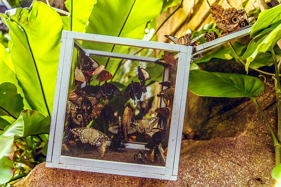 box, butterfly, butterflies, open, tropical, garden, bright HD wallpaper