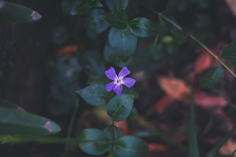 forest, tree, flower, purple, life, colors, plant, freshness HD wallpaper