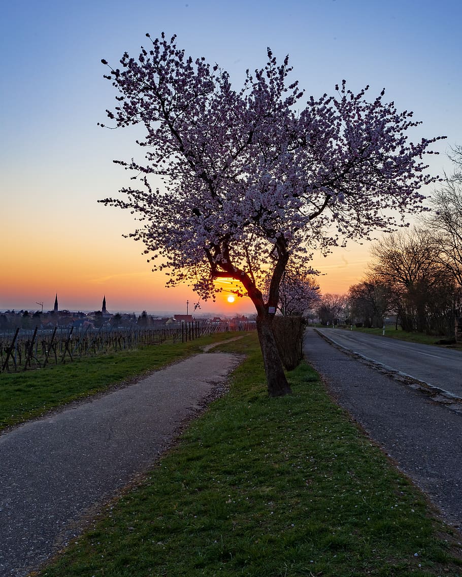sunrise, almonds, spring, pink, tree, nature, almond tree, flowers HD wallpaper