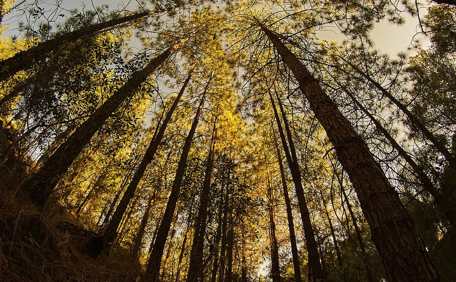forest, forests, pine forest, nature, landscape, sunset, tree HD wallpaper