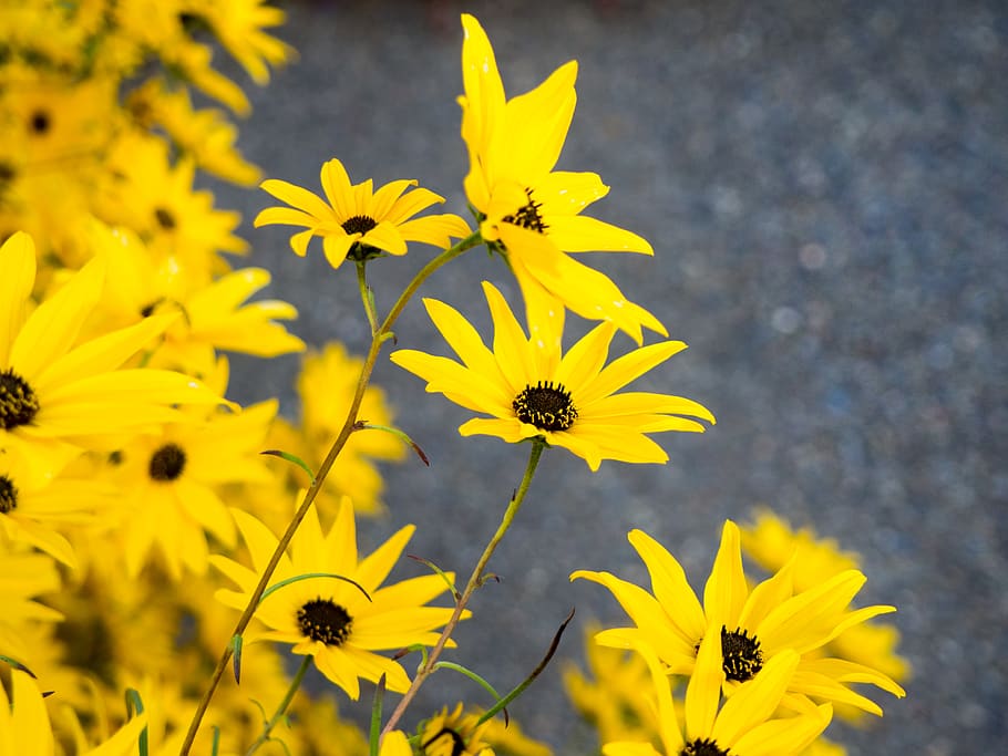 black, blur, contrast, flower, yellow, garden, flowering plant HD wallpaper