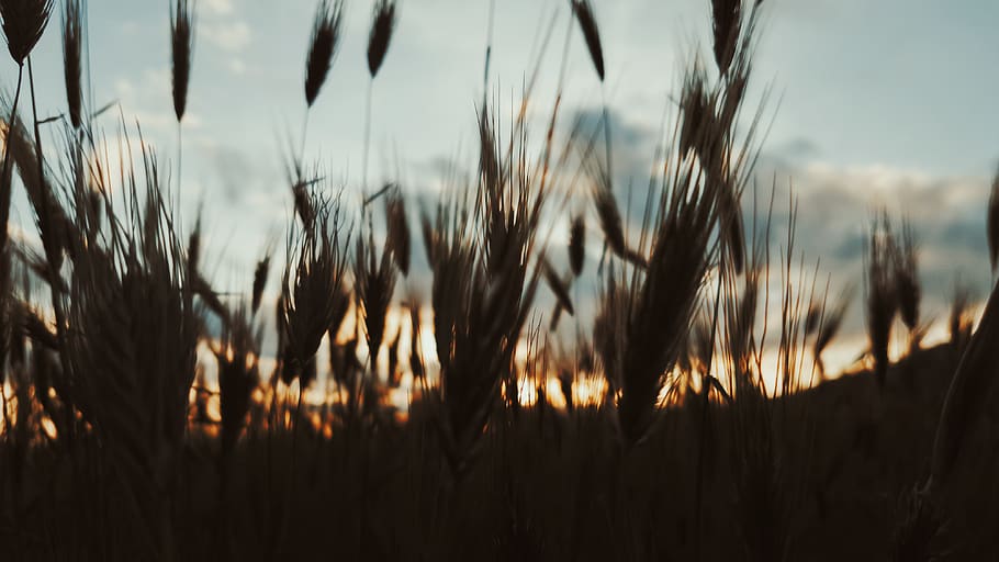 corn, field, sunset, shadows, dof, clouds, sky, plants, nature HD wallpaper