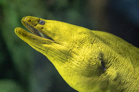 green fish under water, eel, animal, reptile, lizard, sea life HD wallpaper