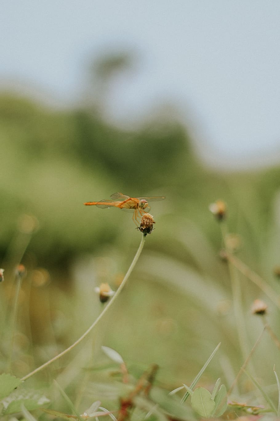 animal, bug, dragonfly, macro, small, flower, nature, life HD wallpaper