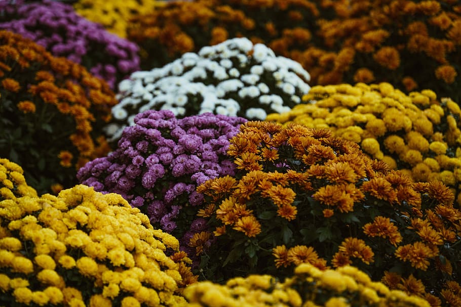 Autumn Flowers In Bloom Photo, Backgrounds, Colourful, Fall, Seasons HD wallpaper