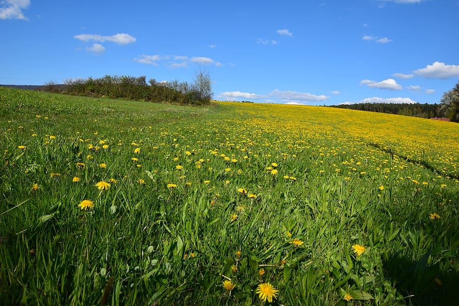 germany, flower, grass, plant, growth, landscape, field, sky HD wallpaper