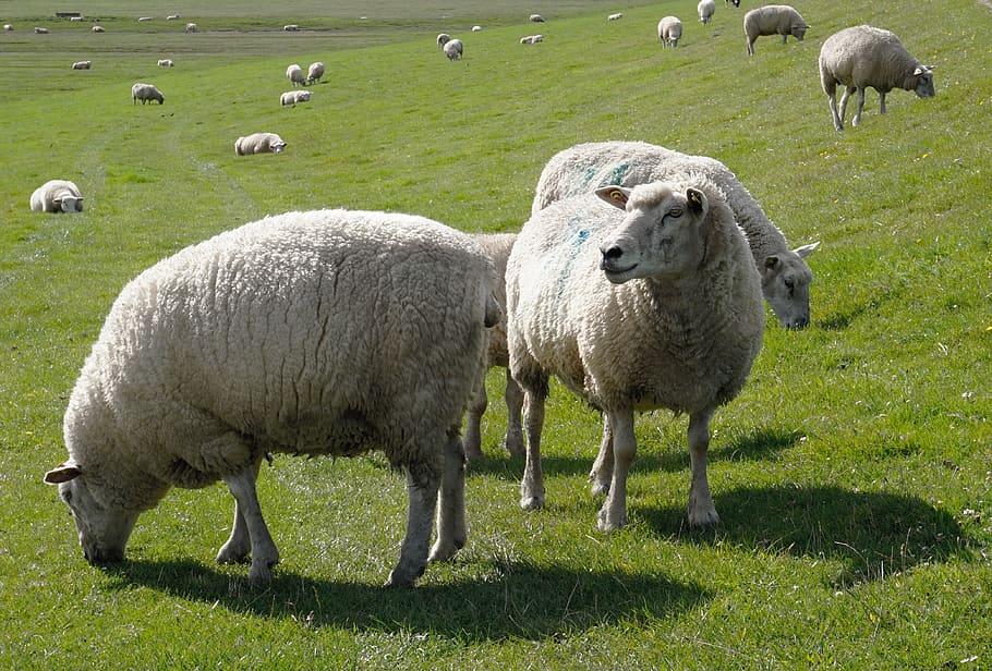 sheep, lamb, animals, grass, dike, nordfriesland, nature, livestock HD wallpaper