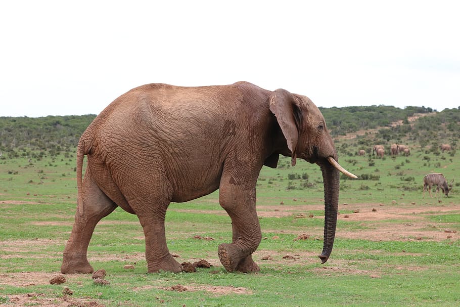 elephant, pachyderm, ivory, africa, animal, safari, mammal, HD wallpaper