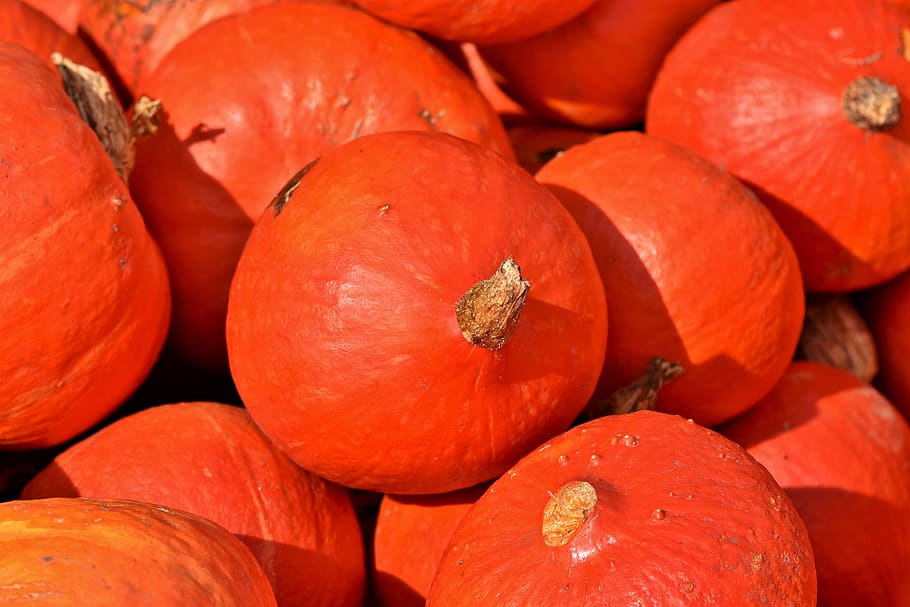 pumpkin, fruit, autumn, cucurbita maxima, choose, large, huge HD wallpaper