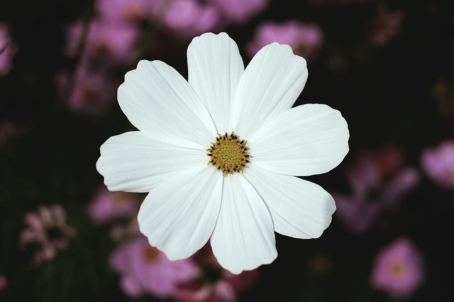 white broad petaled flower, flowering plant, fragility, vulnerability HD wallpaper