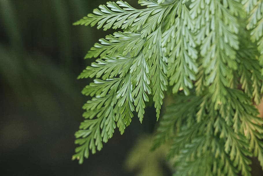 leaf, macro, zoom, nature, wallpaper, plant, green color, close-up HD wallpaper