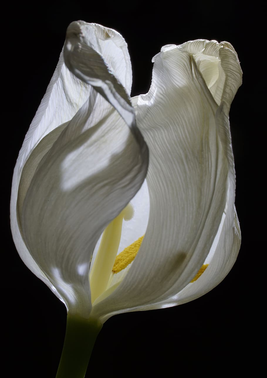 tulip, flower, spring, blossom, bloom, netherlands, flora, plant HD wallpaper