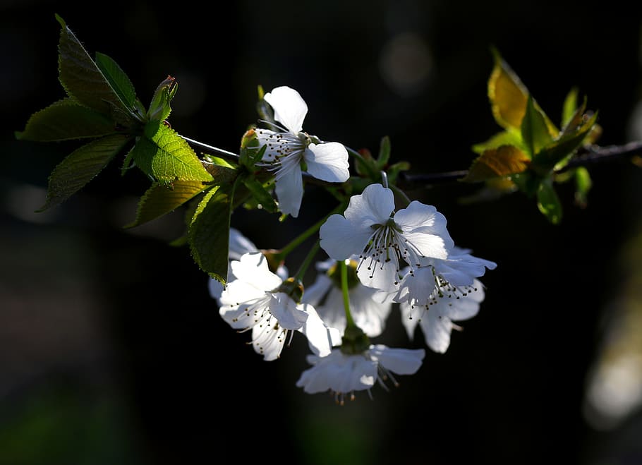 flowers, white, casey, tree, spring, bud, flourished, botanical HD wallpaper