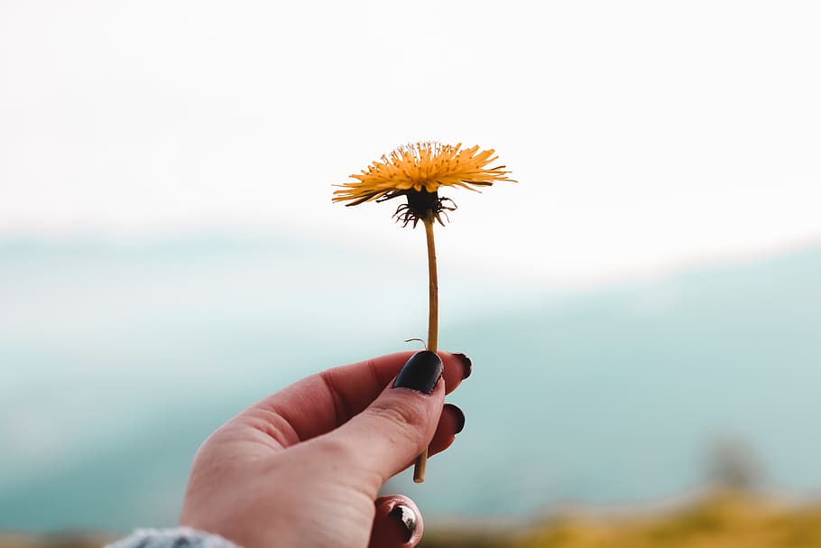 Yellow Petaled Flower, bloom, blossom, flora, hand, holding, macro HD wallpaper