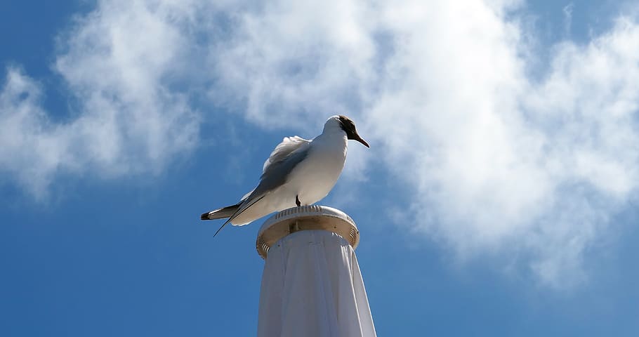 gull, poultry, flying, sea, white, feather, sky, clouds, nature HD wallpaper
