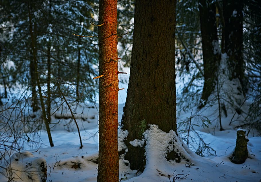 snow covered forest at daytime, tree, plant, tree trunk, nature HD wallpaper