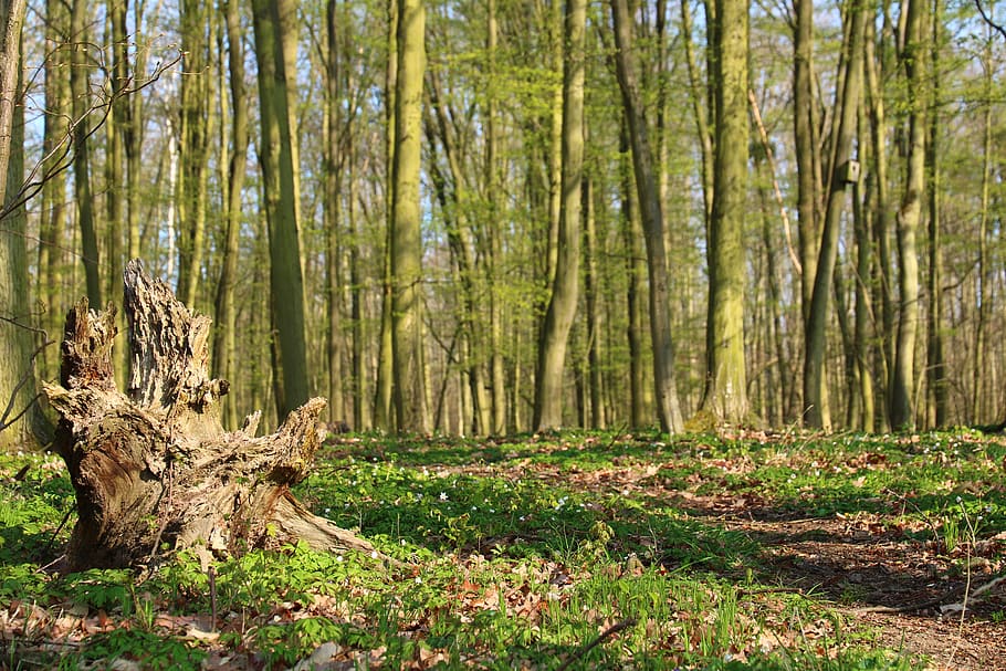 forest, strain, tree, nature, path, green, spring, plant, land HD wallpaper